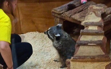 Одеський єнот Люціфер виявився здоровим — директор зоопарку розповів про результати перевірки