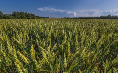 На Полтавщині 30 гектарів озимини вкрилися 10-сантиметровою кригою