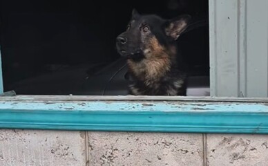 У Броварах шукають допомоги для німецької вівчарки, яка вижила після атаки дрона