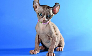 У Києві продають унікальну кішку за 198 тисяч гривень