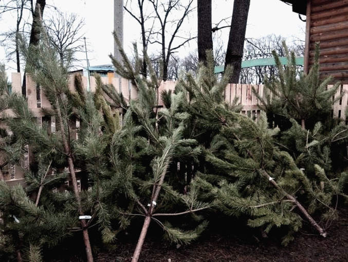 У лісгоспі біля Полтави вже продають новорічні ялинки