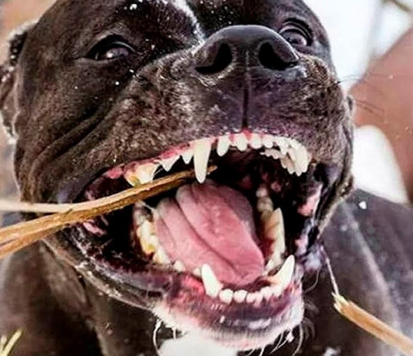 У Полтаві пітбультер’єр покусав трьох дорослих і дитину  