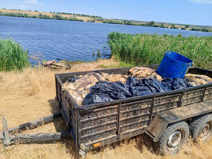 У ставку в Одеській області виявили масову загибель риби 