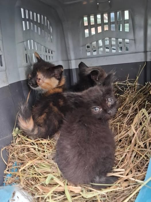 Зоозахисники евакуювали трьох кошенят військового, який загинув на війні фото 1