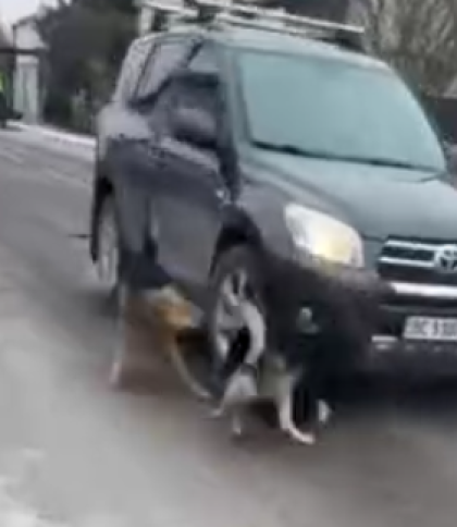 У Львові поліція розшукує водія позашляховика, який збив собаку та втік фото 1